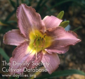 Daylily Damascene